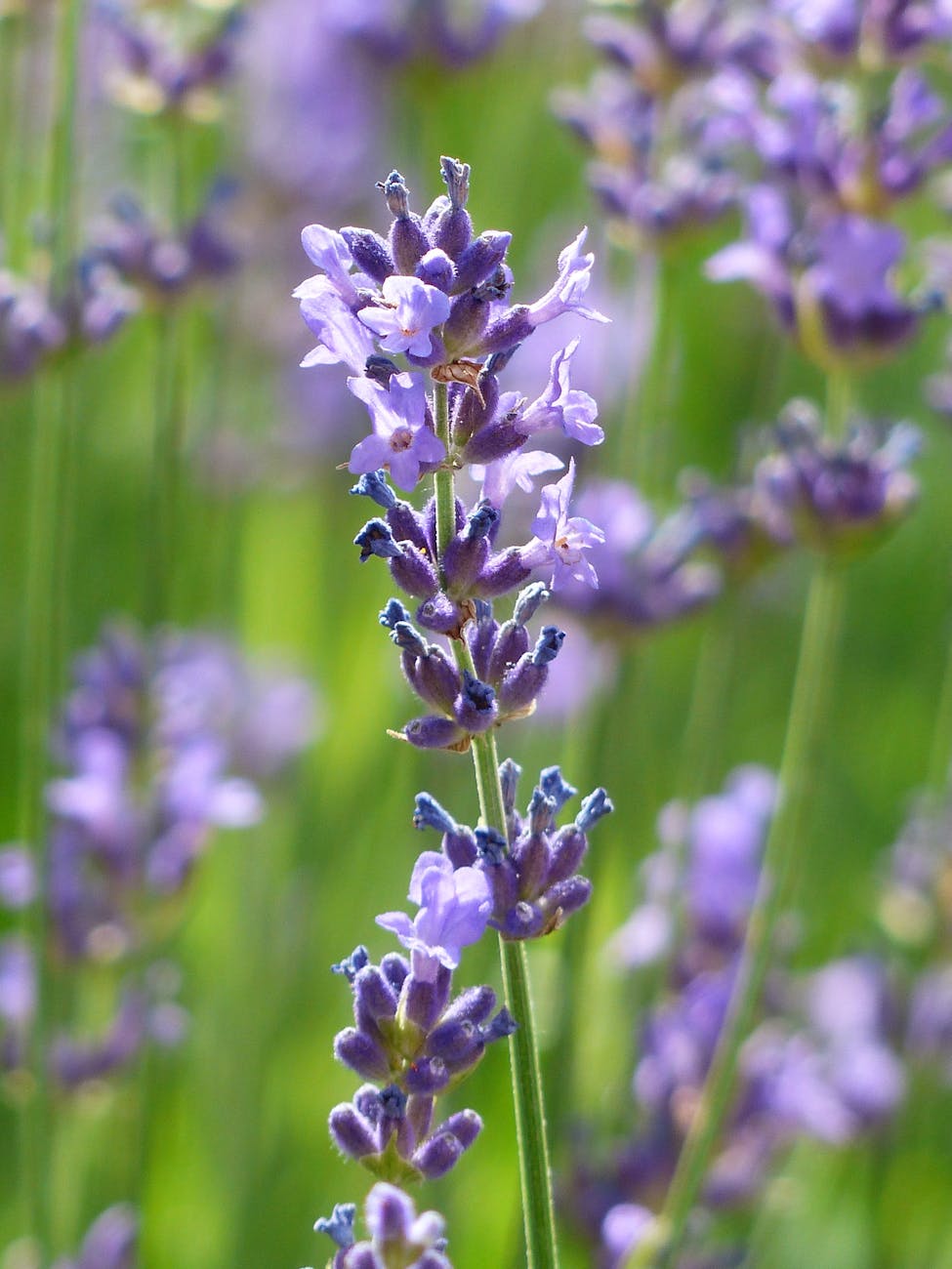 closed up photo of violet flower