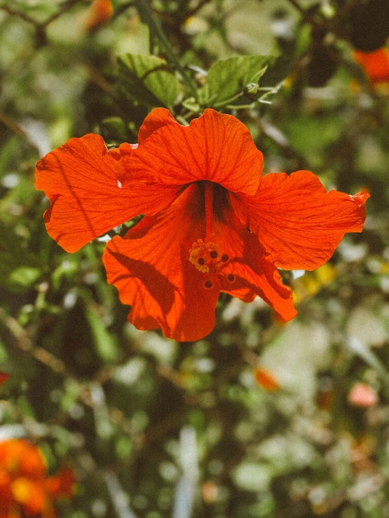 red hibiscus in bloom