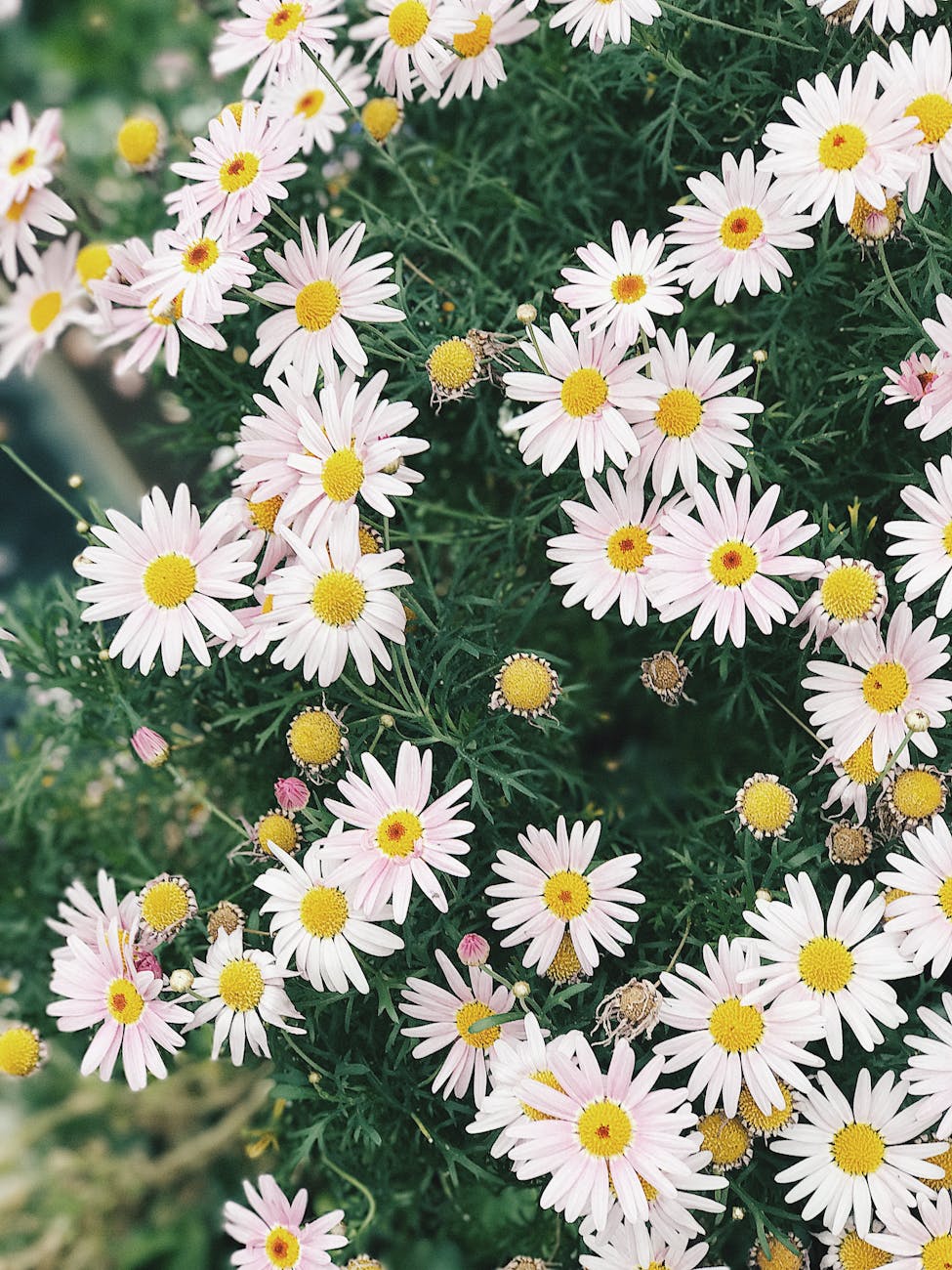 cluster of daisies