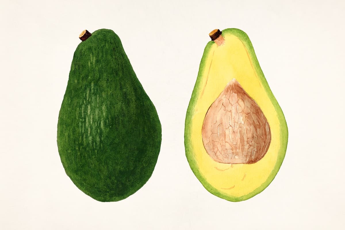 Avocados (Persea) (1937) by anonymous. Original from U.S. Department of Agriculture Pomological Watercolor Collection. Rare and Special Collections, National Agricultural Library. Digitally enhanced by rawpixel.