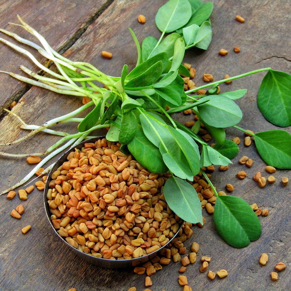 Fenugreek seed for hair growth and strength