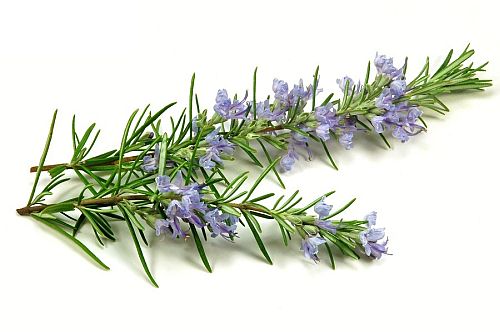 Rosemary herb for hair growth